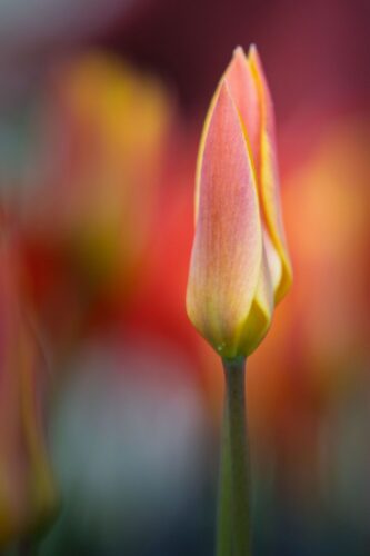 Eric Mol-Poldertuin (5)